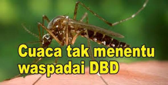 Waspada DBD di Musim Pancaroba